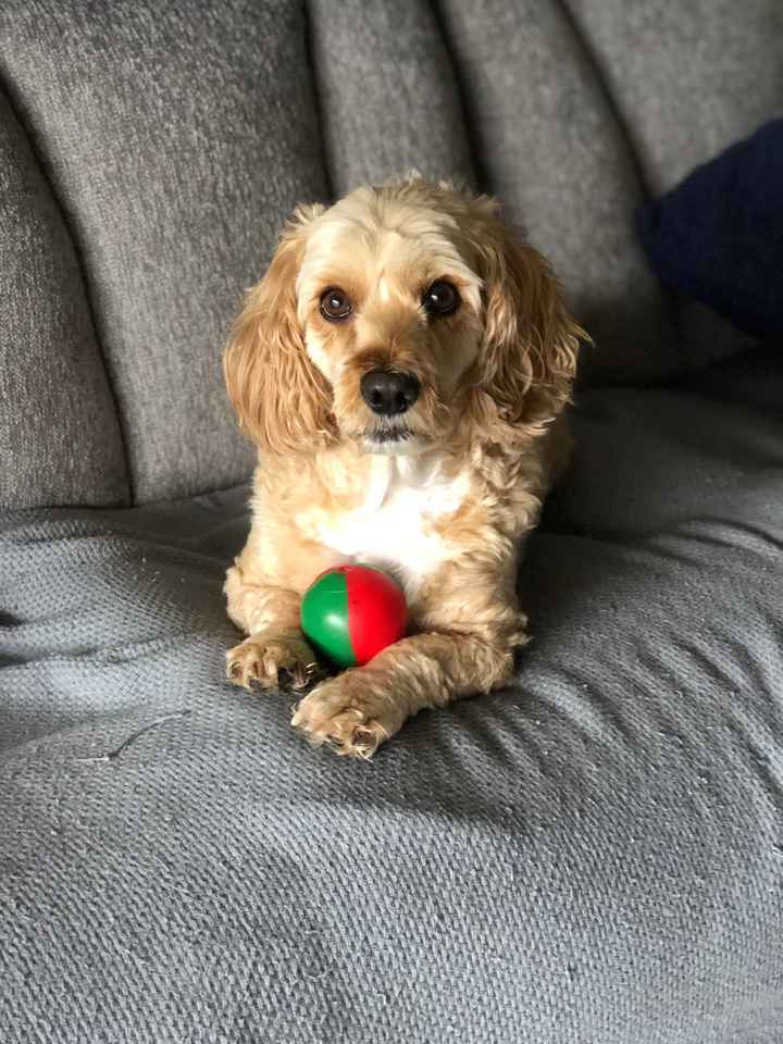 Show me your pup! - 1