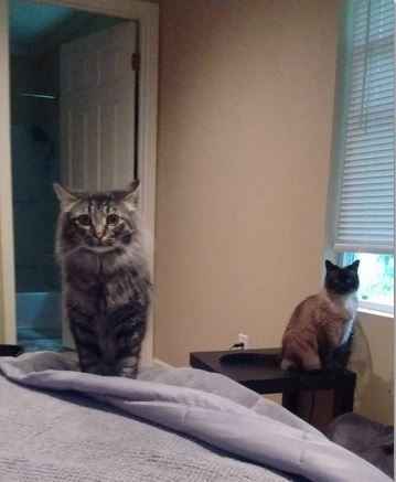 Spinoff: Show us your rescues!