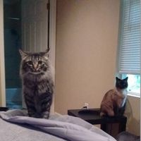 Spinoff: Show us your rescues!