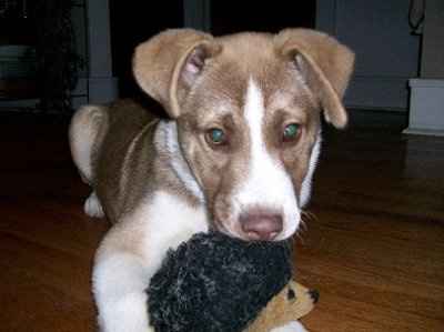 NWR - Furbabies :)
