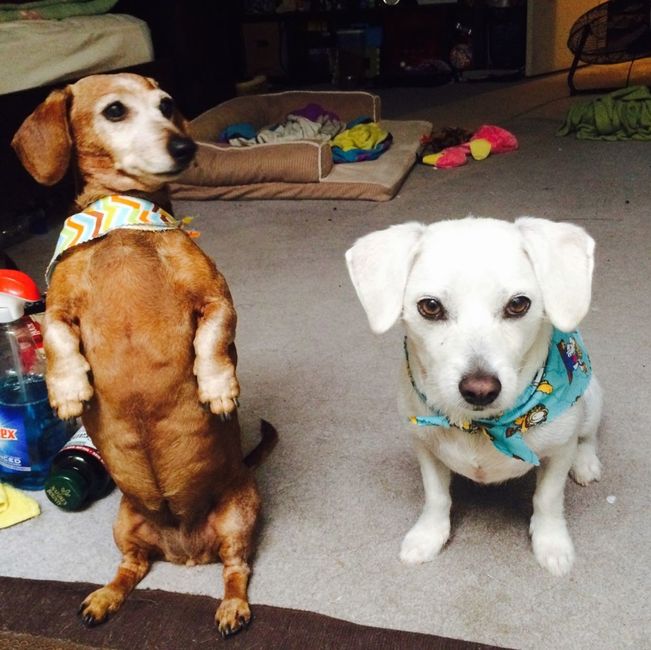 NWR: Show me your fur babies