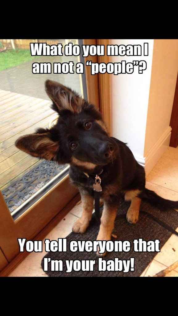 Dog Added to the Guest List?  I Don't Think So!