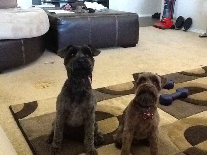 Show me your fur baby! (it has been awhile and I love seeing the pets!)