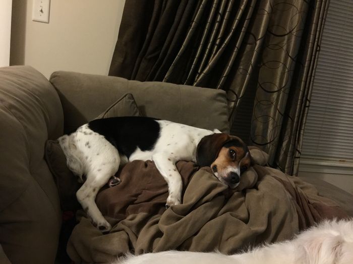 Nwr- show me your fur babies