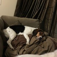 Nwr- show me your fur babies