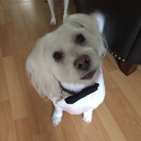 Furbabies?(non wedding post)