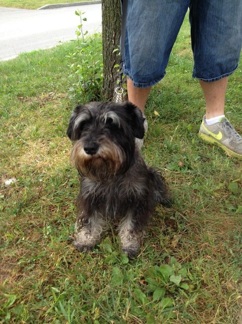 and our dog stitchie