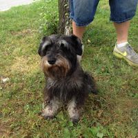 and our dog stitchie