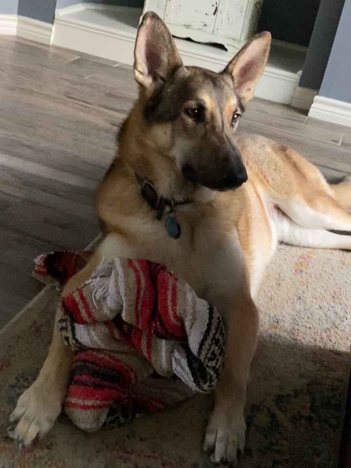 Show me your fur babies you and your SO have together! - 1