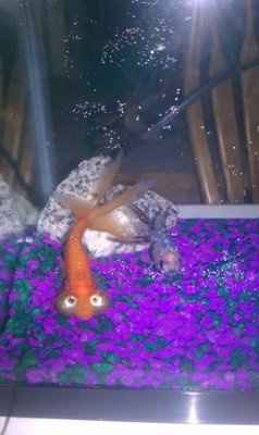 NWR: I want to see your pets!