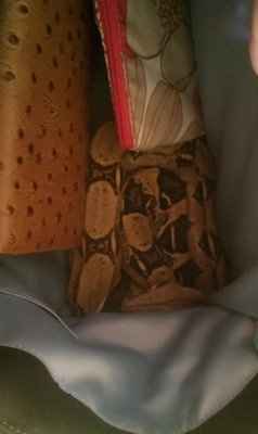 NWR: I want to see your pets!