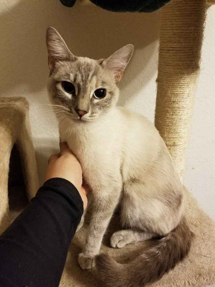 Blending Fur-families! - 3