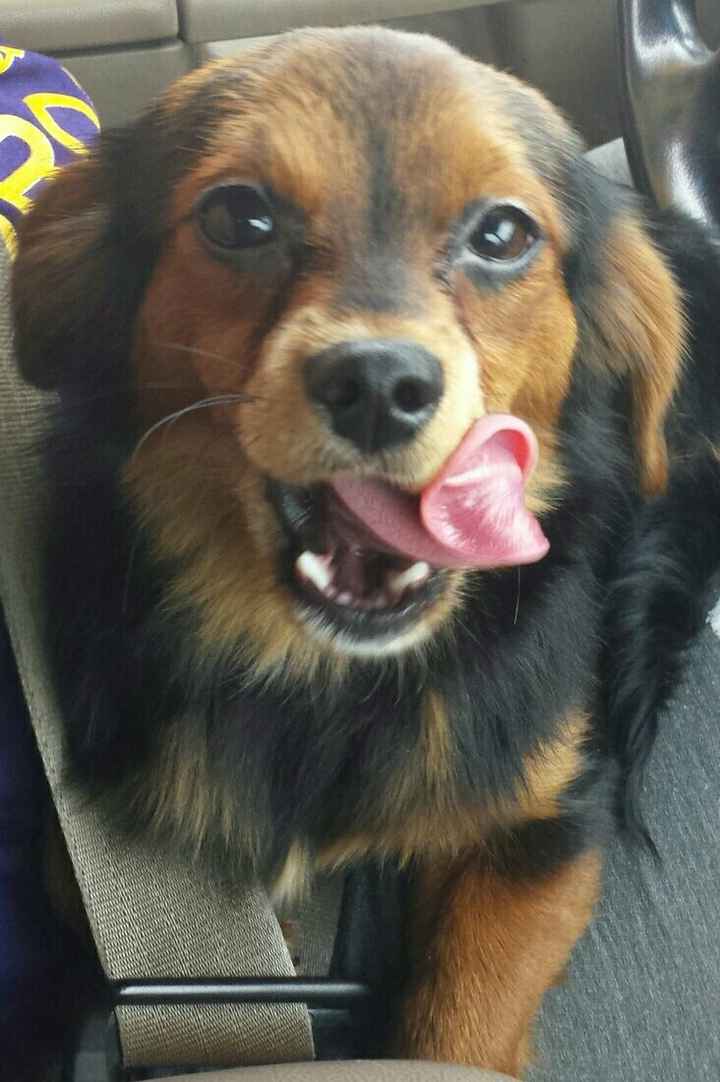 Show off your fur babies!