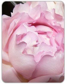 Finally chose my wedding flowers! (i hope lol)...