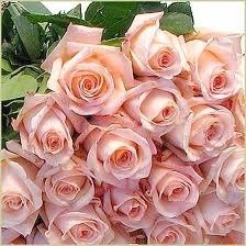 Finally chose my wedding flowers! (i hope lol)...