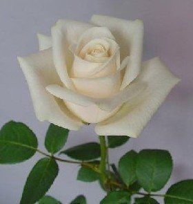Finally chose my wedding flowers! (i hope lol)...