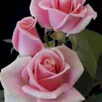 Finally chose my wedding flowers! (i hope lol)...