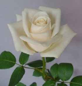 Finally chose my wedding flowers! (i hope lol)...