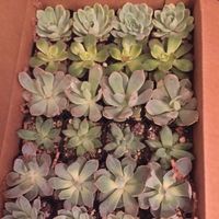 Succulents as favors