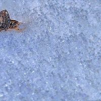 2026 Brides - Show us your ring! - 1