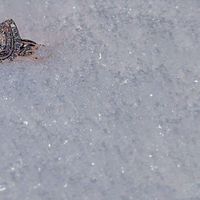 2026 Brides - Show us your ring! - 1