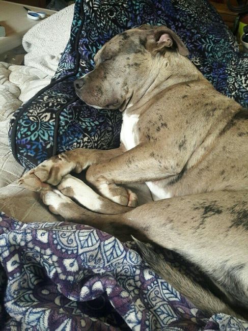 NWR: My pup thinks she's people. She's right. Show me your "people pups!"
