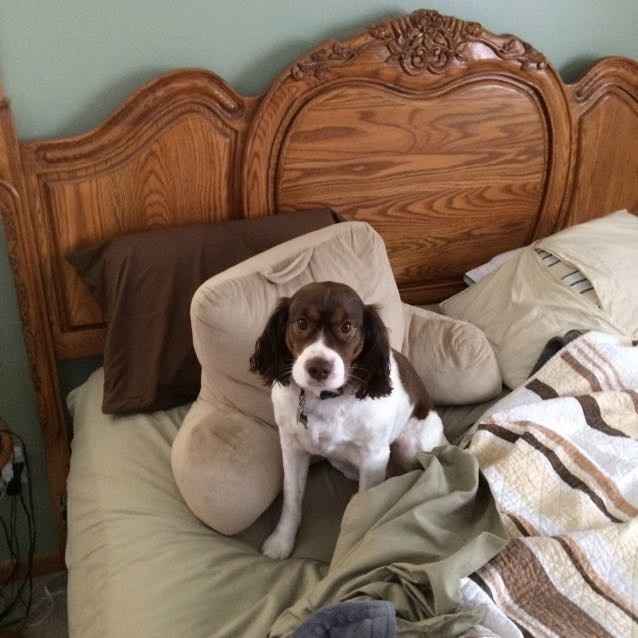 Show me your fur babies!