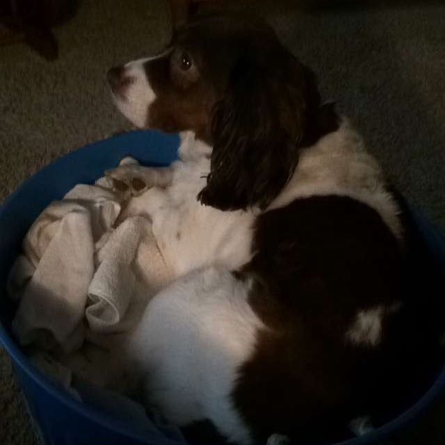 Nwr- show me your fur babies