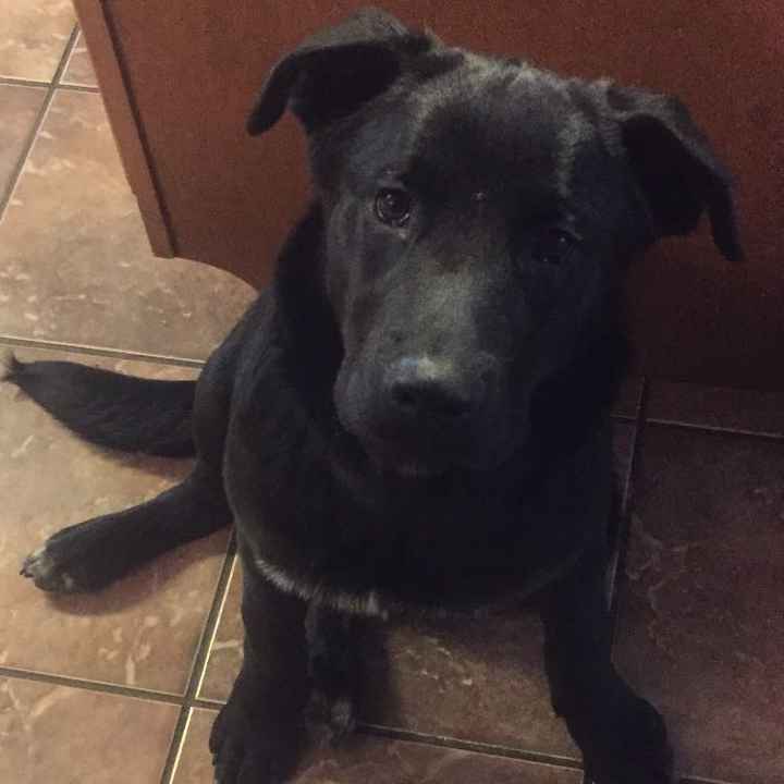 Show me your fur babies!