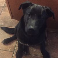 Show me your fur babies!