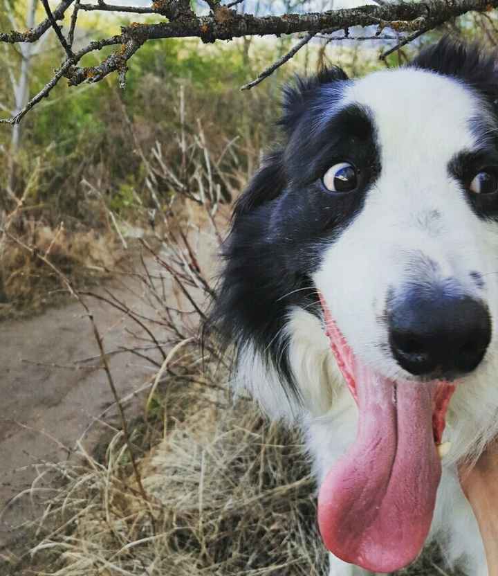 NWR- pets! We love them show me yours :)