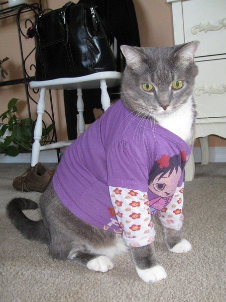 Furbabies (to lighten the mood)