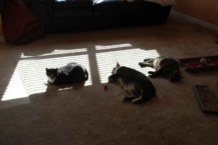 FH (or FW) and your pet...