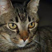 Furbabies (to lighten the mood)