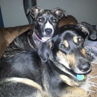 Dogs in your ceremony