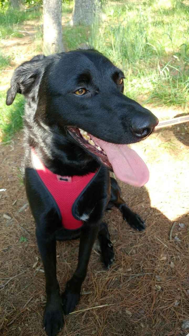 Spinoff: Show us your rescues!