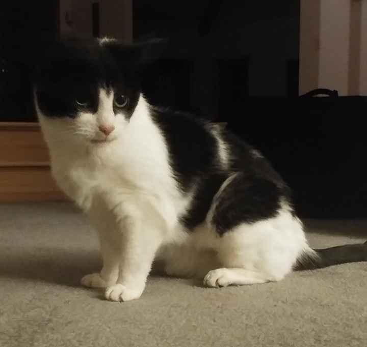 Spinoff: Show us your rescues!