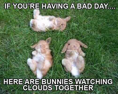 NWR: Memes for my sanity