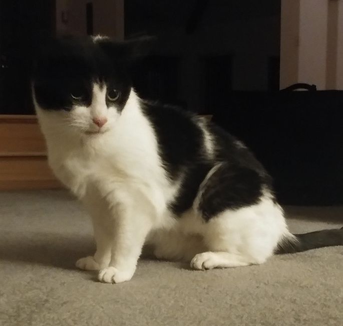Spinoff: Show us your rescues!