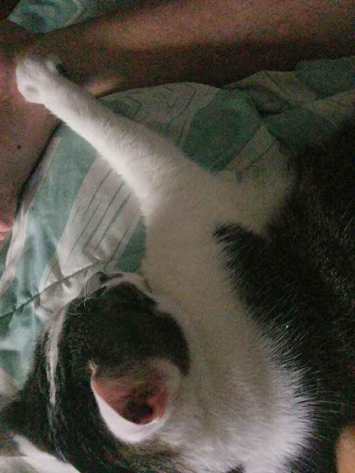 NWR: My pup thinks she's people. She's right. Show me your "people pups!"