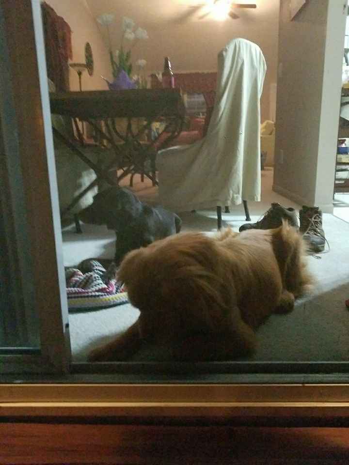 NWR:  Show me your fur babies!