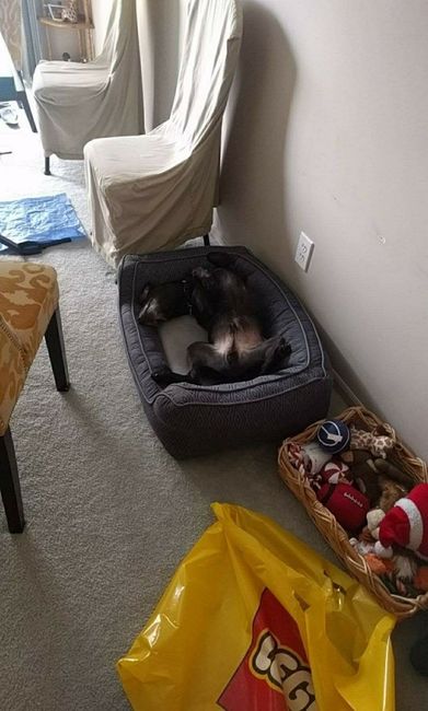 Pets "helping" you make things