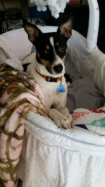 NATIONAL PUPPY DAY