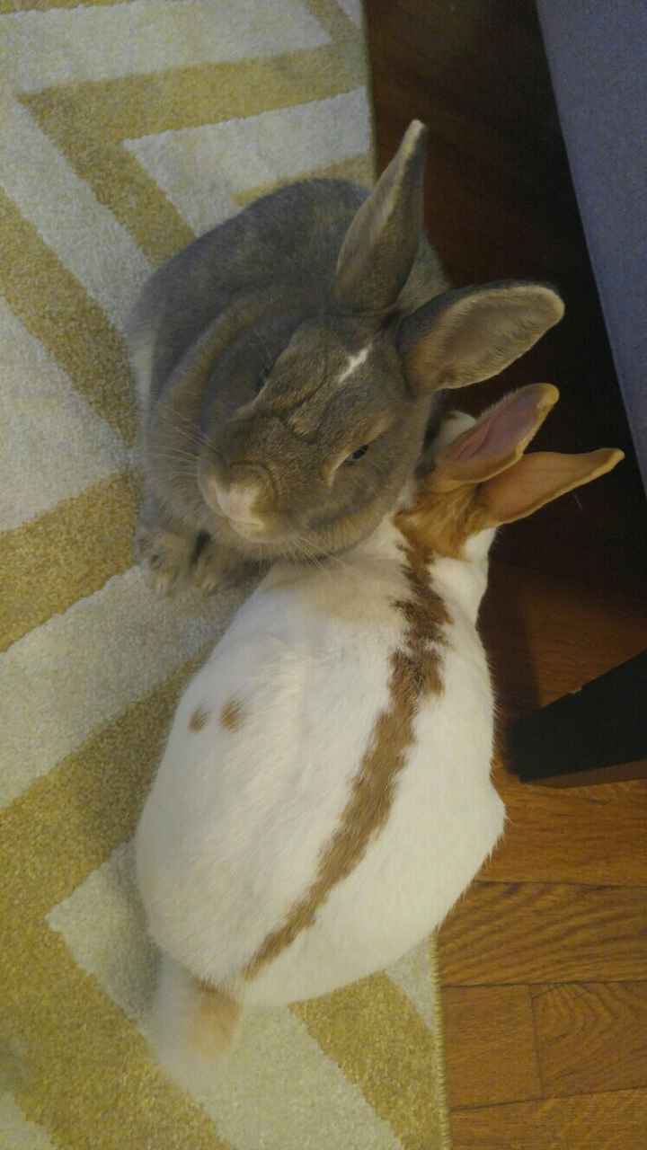 NWR: Furry Children
