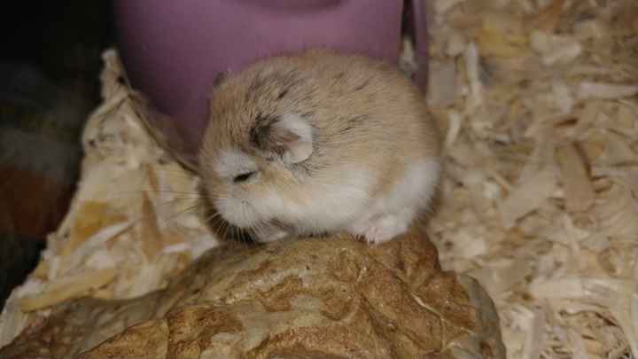 Nwr- show me your fur babies