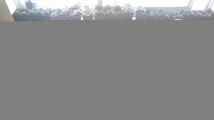 Update on the Succulent Growth! ( a guide to grow your own!)