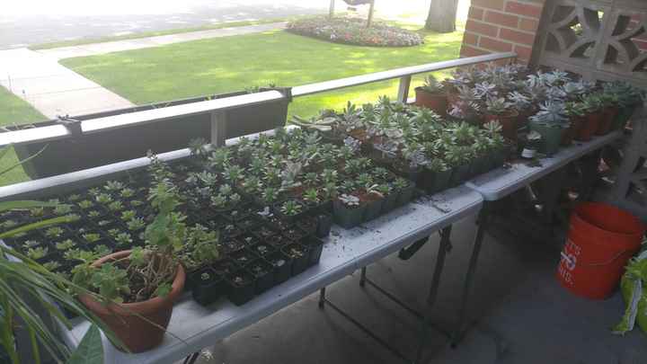 Update on the Succulent Growth! ( a guide to grow your own!)