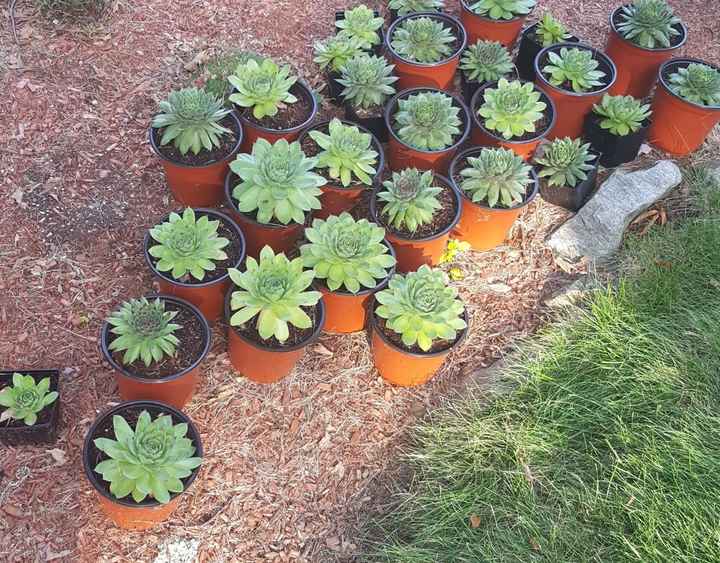 Update on the Succulent Growth! ( a guide to grow your own!)