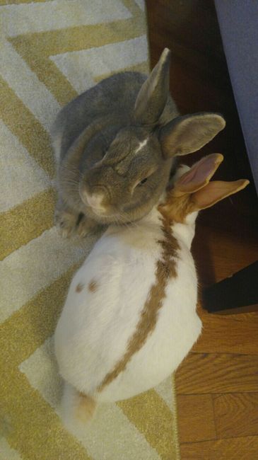 NWR: Furry Children