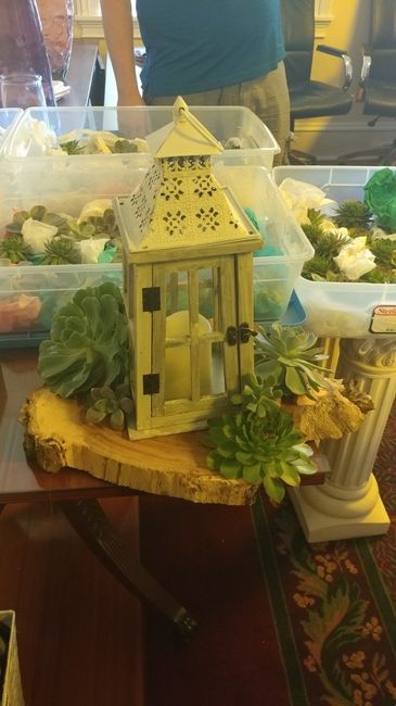 Succulents all cut!